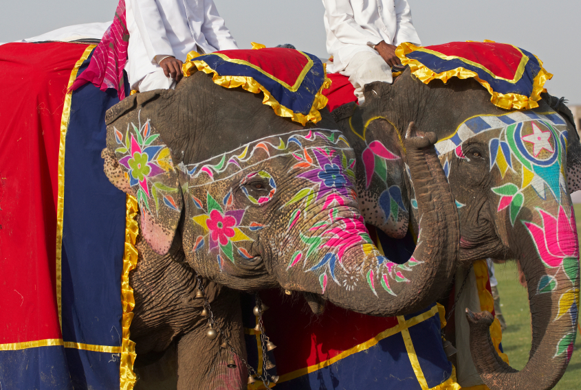New-Delhi Hero Jaipur-Elephants